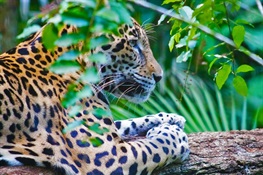 La rápida destrucción de bosques en Centroamérica amenaza a las comunidades y fauna locales